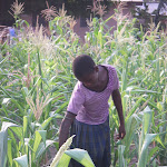 watering corn.jpg