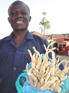 Mukombero (Mondia whitei) for sale in a Kenyan market. It goes by many names in Africa, most notably mukombero in Kenya, where it is said that chewing the root of the plant or drinking it in tea form can boost virility and stamina in the bedroom. It is being eaten out to extinction. UN FAO