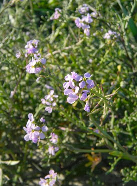 DSCN8055 DSCN8055