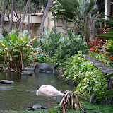 Flamingo at the Hilton Hawaiian Village