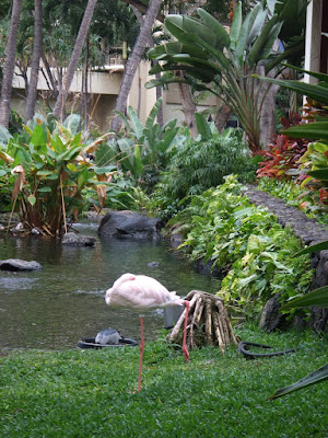 Flamingo at the Hilton Hawaiian Village