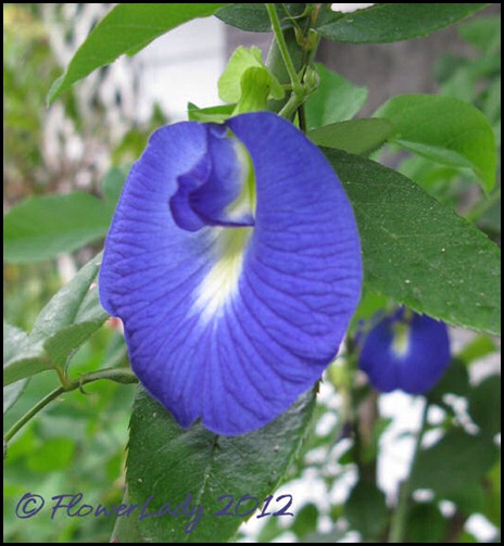 03-01-blue-pea-vine2