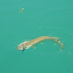 Brochet du lac de Sainte-Croix
