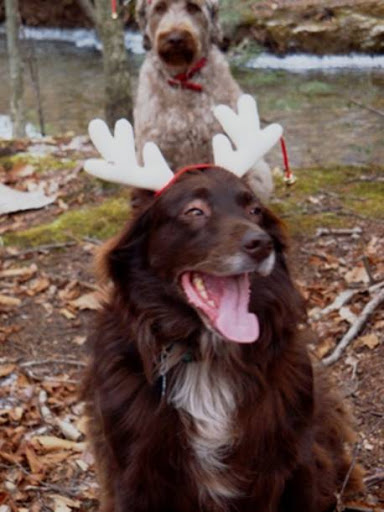 And Rosebud, the Australian Shepherd!