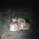 AfricanLionPrideAtNight AfricanLionPrideAtNight