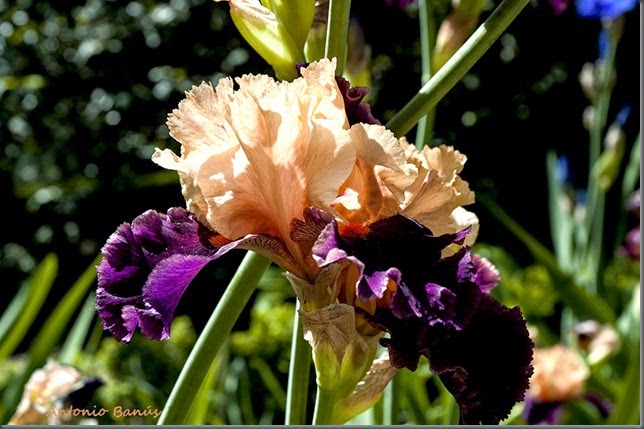 4 iris sopra il vulcano _dsc8342x1