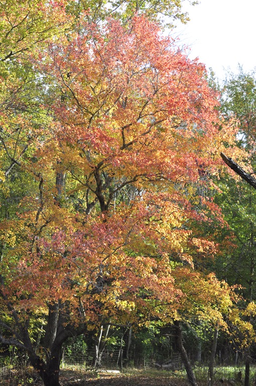 [Fall%2520trees%2520016ED%255B13%255D.jpg]