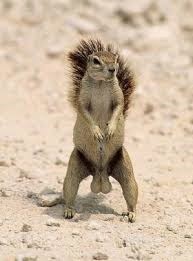 [squirrel%2520balls%255B3%255D.jpg]