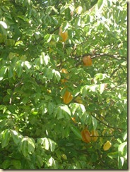 IMG_0206 IMG_0206
