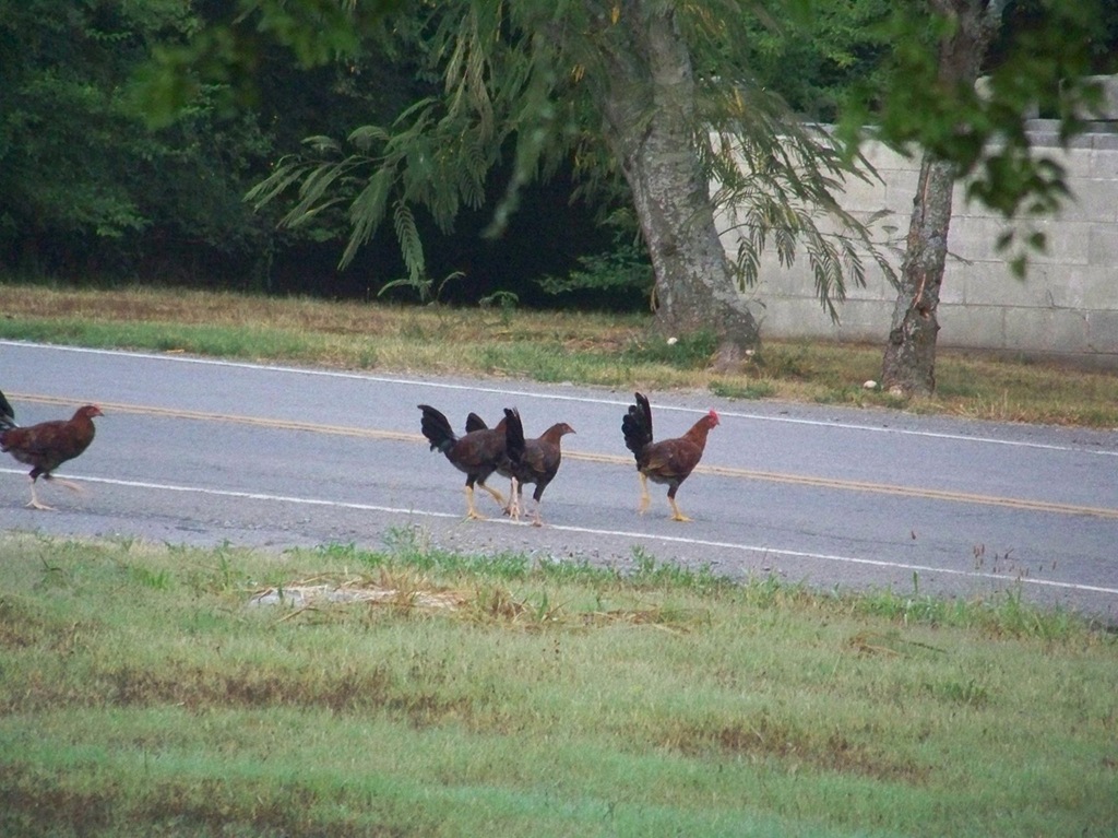 [chickens%255B1%255D%255B1%255D.jpg]