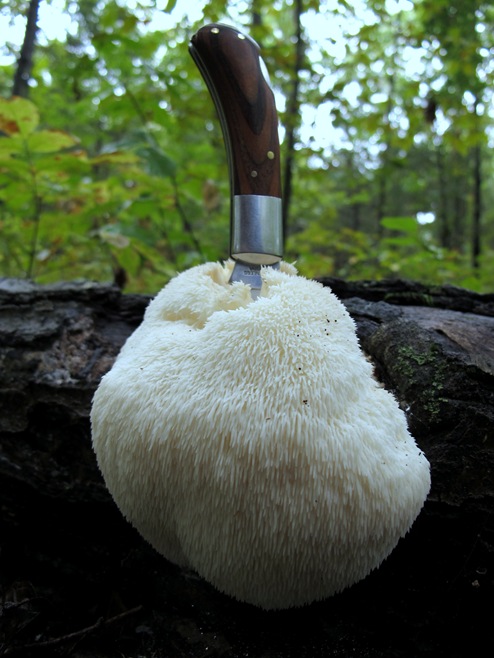 Lions mane with knife