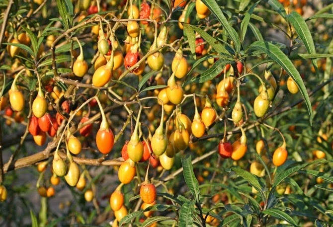 [Kangoroo%2520Apple%255B3%255D.jpg]