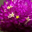 IMGP6055-14.jpg