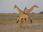 Chobe Nationalpark