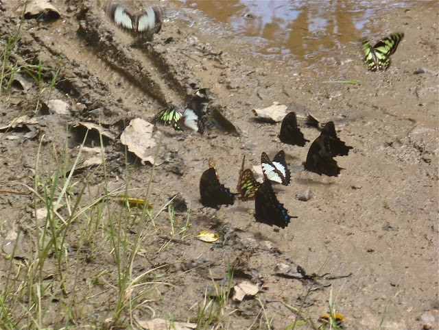Rassemblement de Papilionidae : Papilio epiphorbas BOISDUVAL, 1833, endémique (le noir) ; Graphium endochus (BOISDUVAL, 1836) (blanc et noir) ; Graphium cyrnus (BOISDUVAL, 1836) (vert). Parc de Mantadia (Madagascar), 29 décembre 2013. Photo : J. Marquet