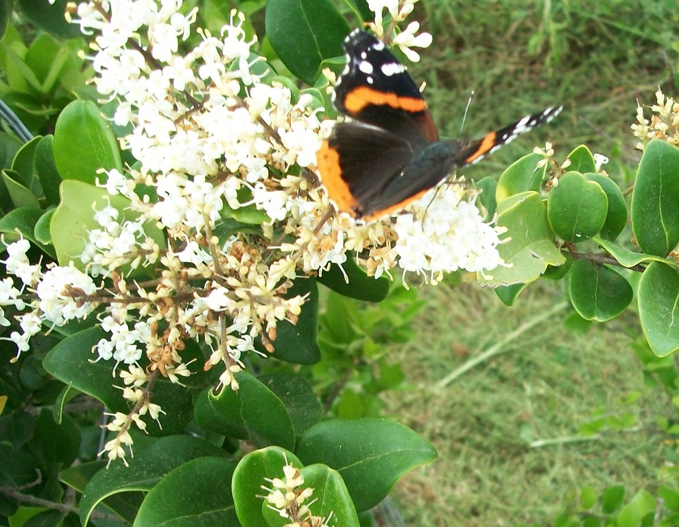 [butterflies%252C%2520larkspur%2520and%2520train%2520008%255B5%255D.jpg]