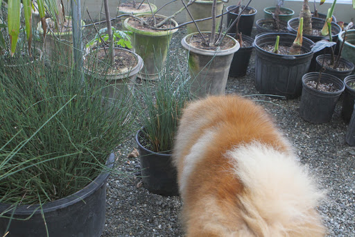 These pots of equisetum, or horsetail, are thriving.