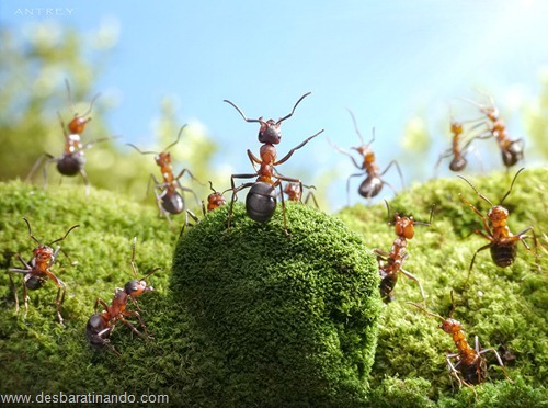 formigas inacreditaveis incriveis desbaratinando  (15)