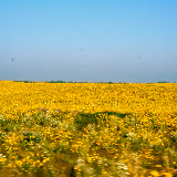 "Mellow Yellow" - copyright Martyne Bailey