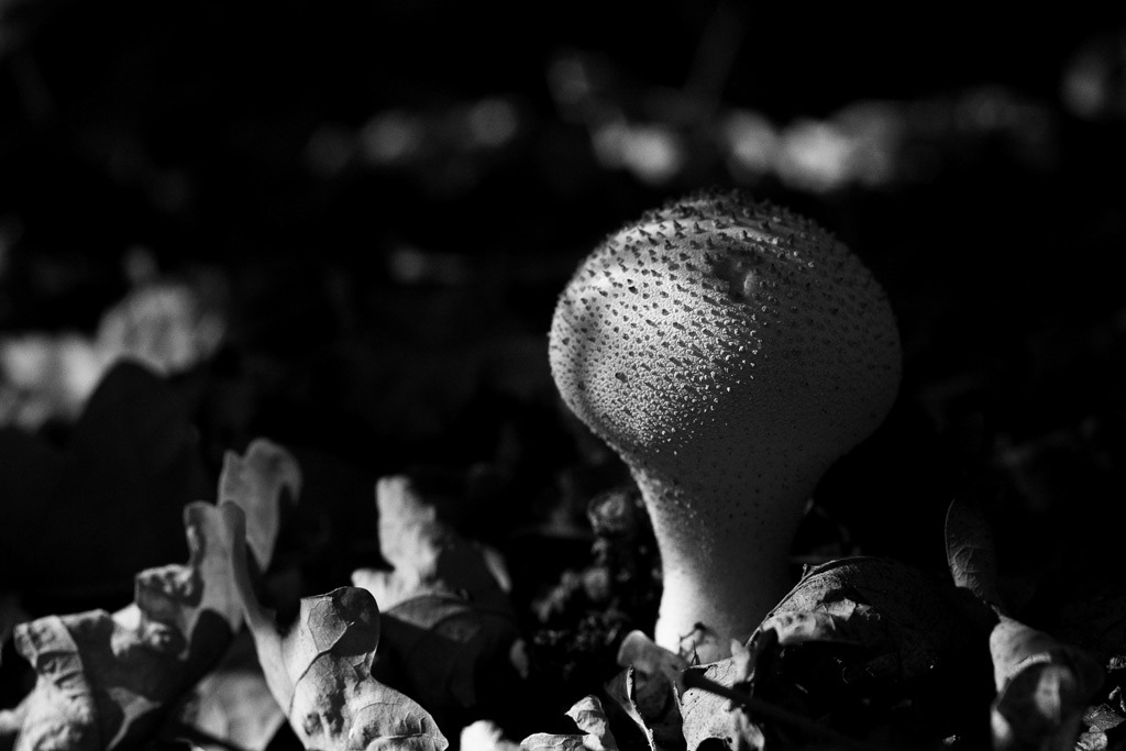 [Common-Puffball%255B3%255D.jpg]