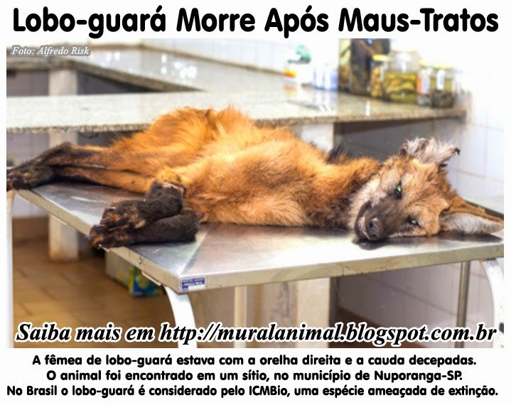 [lobo-guara%255B3%255D.jpg]