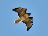 DSC_8019.jpg