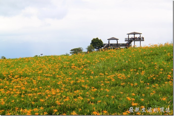 花蓮六十石山金針花2013