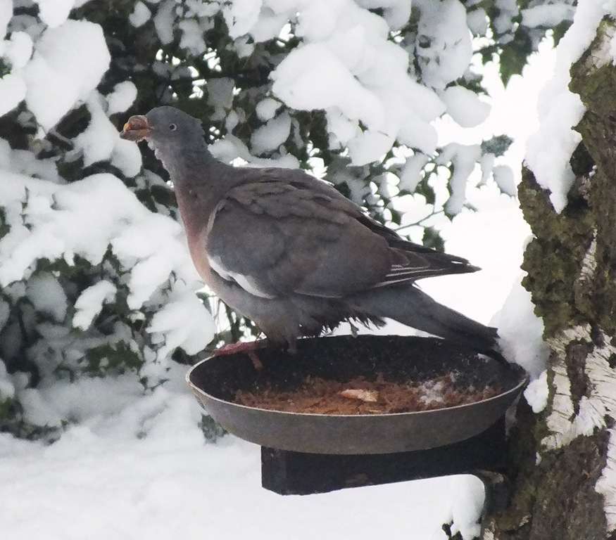 [wood%2520pigeon%255B3%255D.jpg]