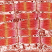 P154217-Skeletal_muscle-SPL.jpg