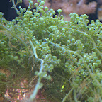 DSC_2104.jpg