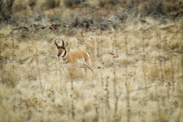 [-%2520pRONGHORN_ROT8021%2520February%252018%252C%25202012%2520NIKON%2520D3S%255B3%255D.jpg]