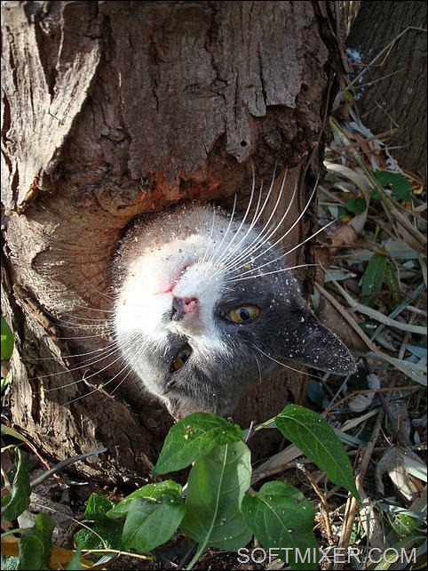 [cat-stuck-inside-tree-hollow-01%255B7%255D.jpg]