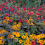 DSC06257.JPG