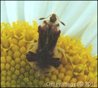 ambush bug (11) ambush bug (11)