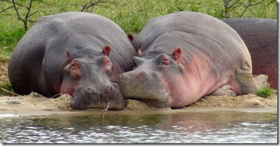 Hippos along Kazinga Channel, Queen Elizabeth National Park