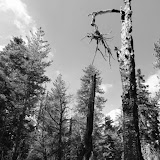Árvore calcinada na Trilha para Ella Falls - Sequoia e Kings Canyon NP, California. EUA