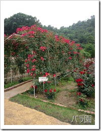 福山SAにはバラ園がある。