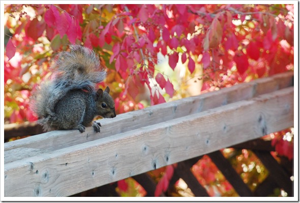 Squirrel Fence