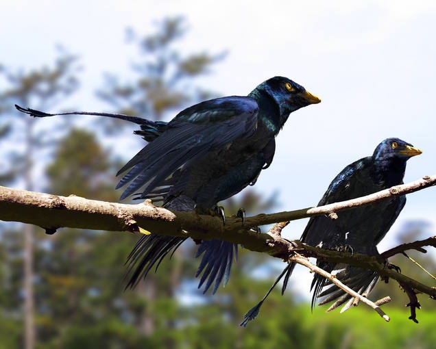 [microraptor%255B5%255D.jpg]