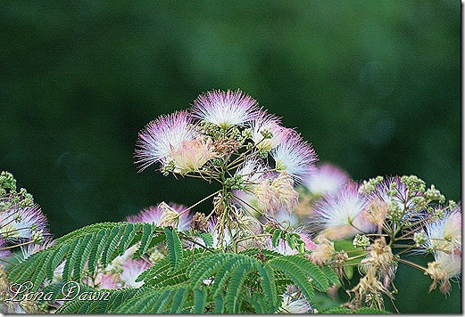 Mimosa_Blooms2