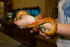 Corn Snake Jesse Jones Park 4