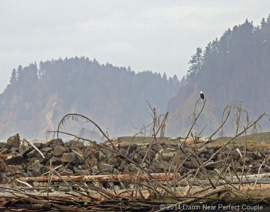 Bald Eagle at La Push