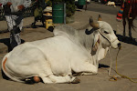 IMG_7271.JPG
