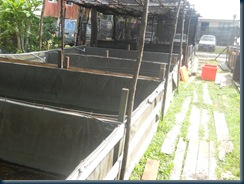 kolam kanvas ikan keli - http://kelisabah.blogspot.com kolam kanvas ikan keli - http://kelisabah.blogspot.com