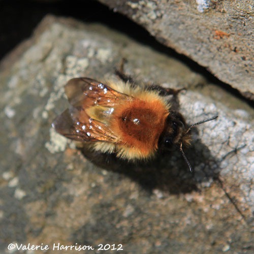 [bee%255B2%255D.jpg]