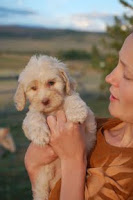 Rosebud is a creamy female doodle.