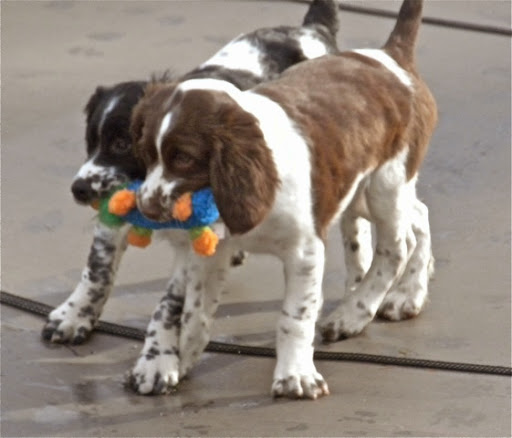 The puppies grew and had fun playing with each other. Bo Jangles, on the left is the one Joyce selected. Dayton, on the right, went to a wonderful home in Springfield, Ill. The puppies grew and had fun playing with each other. Bo Jangles, on the left is the one Joyce selected. Dayton, on the right, went to a wonderful home in Springfield, Ill.