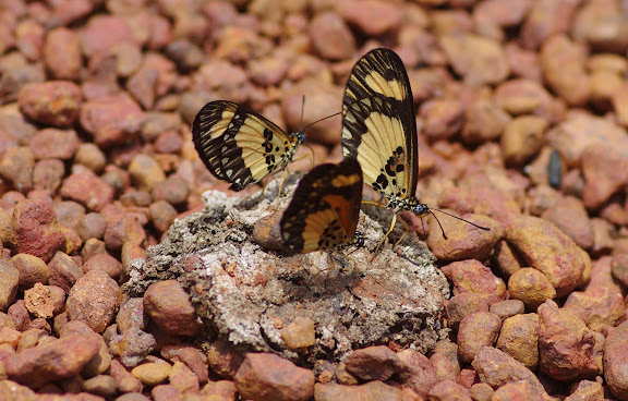 Acraea bonasia bonasia FABRICIUS, 1775, mâles et femelle (premier plan). Piste d'Ebogo, Cameroun, 8 avril 2012. Photo : J.-M. Gayman