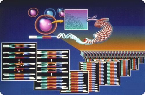 Reação em Cadeia de Polimerase (PCR, do inglês Polymerase Chain Reaction) Reação em Cadeia de Polimerase (PCR, do inglês Polymerase Chain Reaction)
