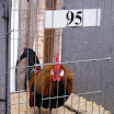 Poultry 004.jpg